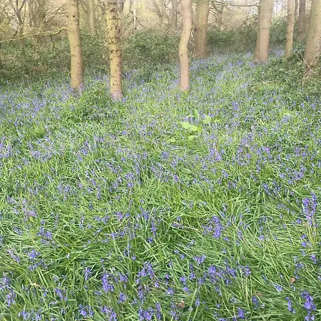 Bluebell 度假居 *
