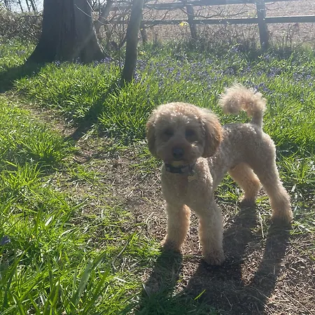 Bluebell Semesterbostad